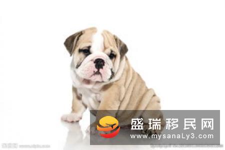 移居德国，在德国养宠物需要了解的一切（三）