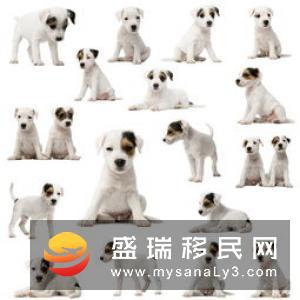 移居德国，在德国养宠物需要了解的一切（三）